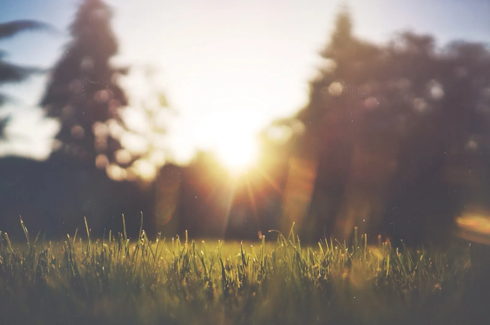 Soleil couchant sur une prairie