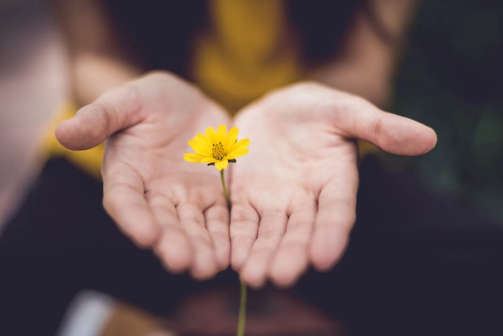 Mains ouvertes tenant une petite fleur jaune