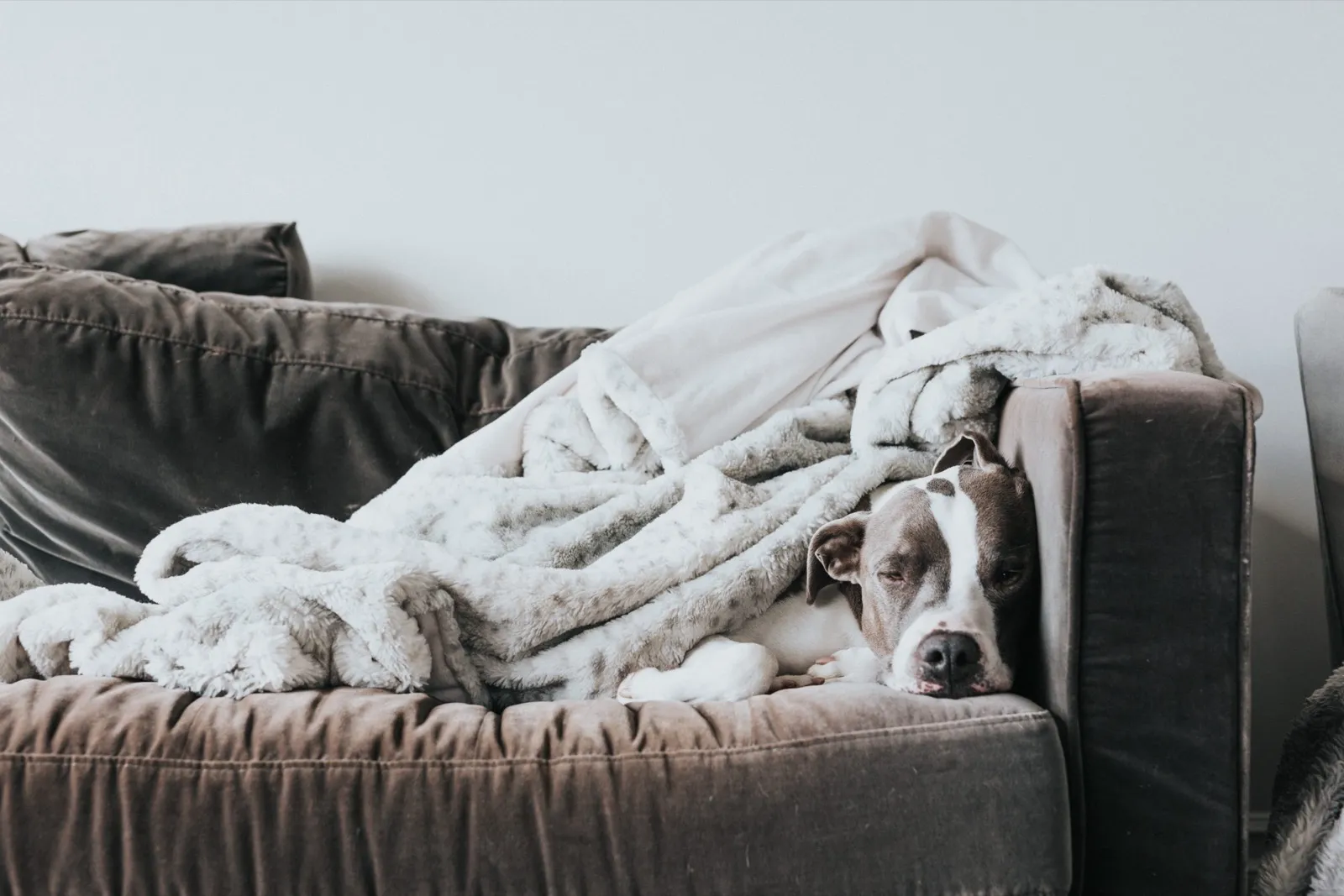 Chien endormi sous une couverture sur un canapé